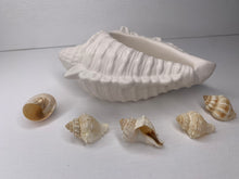 Last inn bildet i Galleri-visningsprogrammet, Jesmonite Konkylie