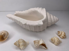 Last inn bildet i Galleri-visningsprogrammet, Jesmonite Konkylie