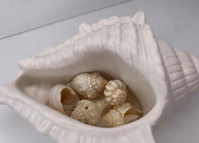 Last inn bildet i Galleri-visningsprogrammet, Jesmonite Konkylie